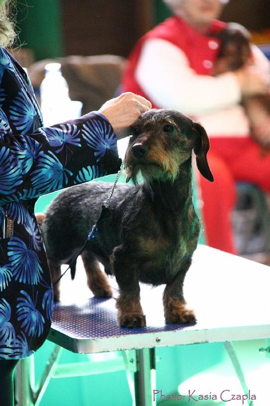 Crufts2011_2 855.jpg